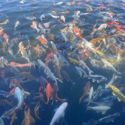 Koi Fish