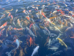 6-8" Mixed Fin Koi