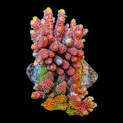 Coral