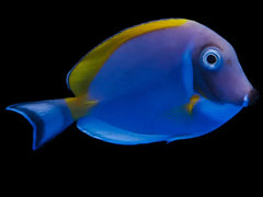 Powder Blue Tang