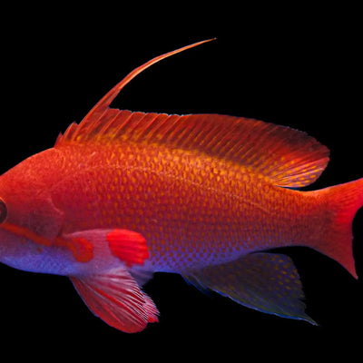 Saltwater Fish
