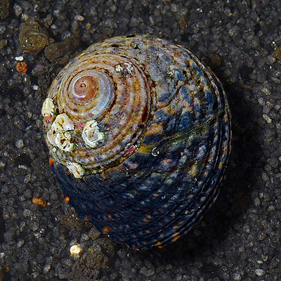 Invertebrates