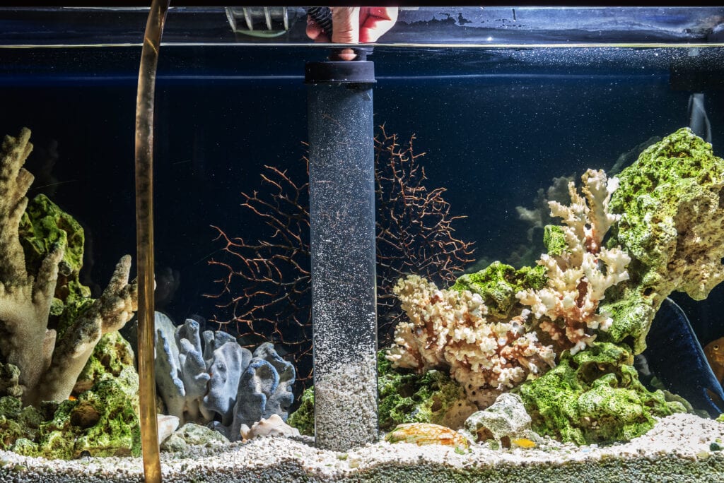 Professional aquarium maintenance services