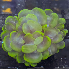 Cat Eyes Bubble Coral
