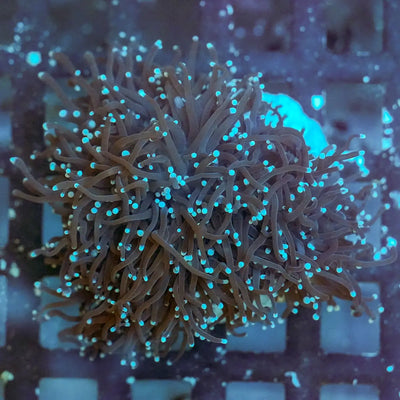 Coral