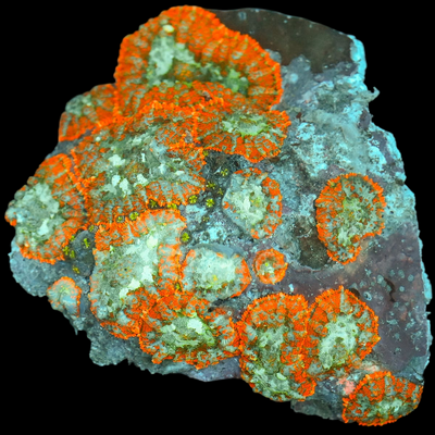 Coral