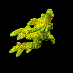Sunset Green Millepora Acro