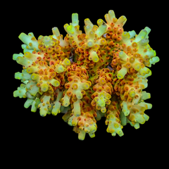 RR Pink Floyd Acropora