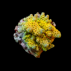 Rainbow Tenuis Acropora
