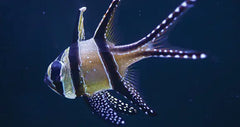 Banggai Cardinalfish