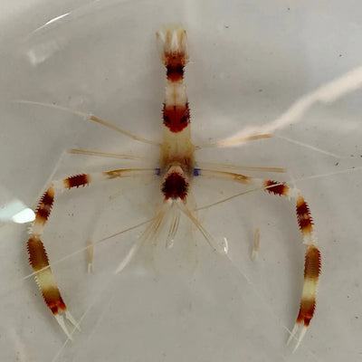 Invertebrates