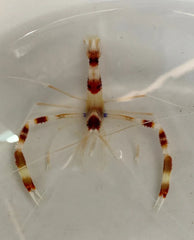 Coral Banded Shrimp