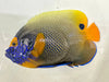 Blue Face Angelfish (juvenile - medium) DuPage Aquatics