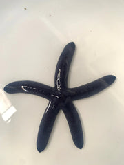 Blue Linckia Starfish