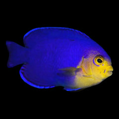 Pygmy (Cherub) Angelfish