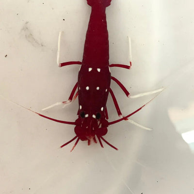 Invertebrates