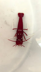 Fire Shrimp