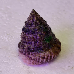 Astraea Turbo Snail