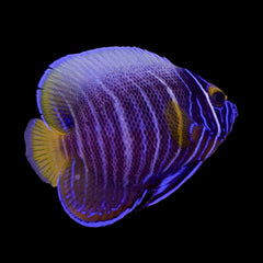 Blue Face Angelfish (juvenile - medium)