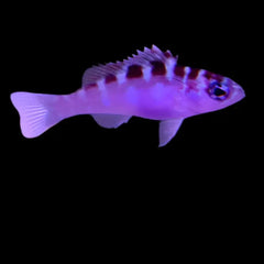 Chalk Bass
