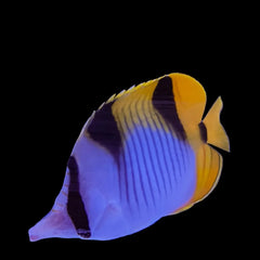 Falcula Butterflyfish, True