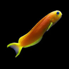 Midas Blenny