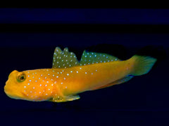 Yellow Watchman Goby