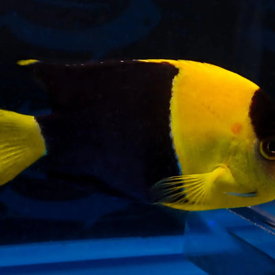 Saltwater Fish