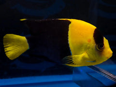 Bicolor Angelfish