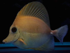 Brown Scopas Tang