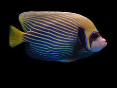 Emperor Angelfish (Adult)