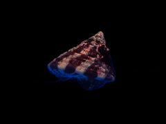 Banded Trochus Snail
