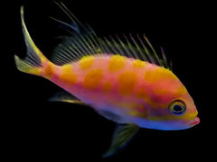 Blotched Anthias