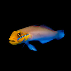 Golden Head Sleeper Goby
