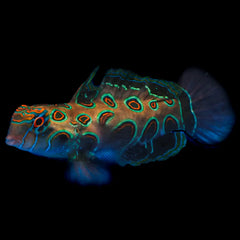 Spotted Mandarin Goby