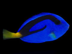 Blue Hippo Tang