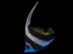 Heniochus Black and White Butterflyfish