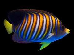 Regal Angelfish