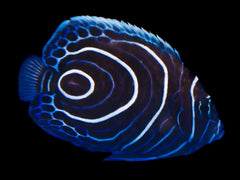 Emperor Angelfish (Juvenile)