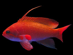 Lyretail Anthias