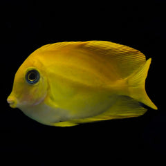 Yellow Mimic Tang