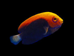 Flameback Angelfish