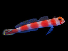 Aurora Goby