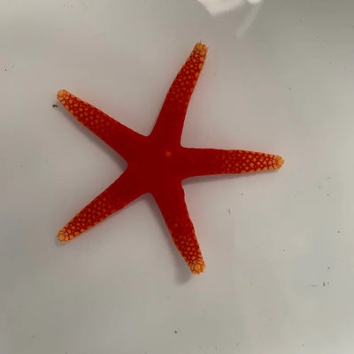 Invertebrates