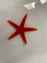 Red Fromia Starfish