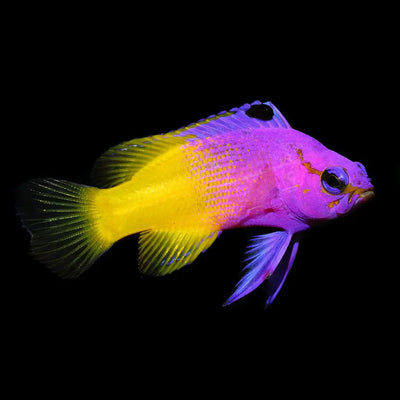 Saltwater Fish