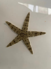 Sand Sifting Starfish