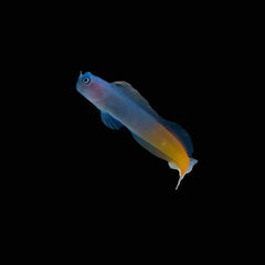 Bicolor Blenny