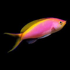 Bartlett's Anthias