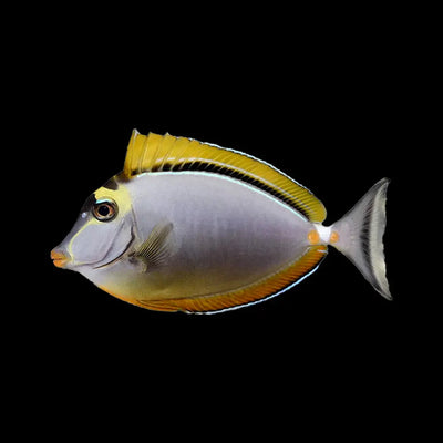 Saltwater Fish